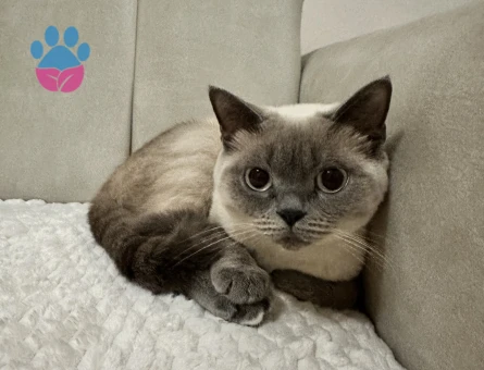 British Shorthair Güzel Kızımız Lunaya Eş arıyoruz