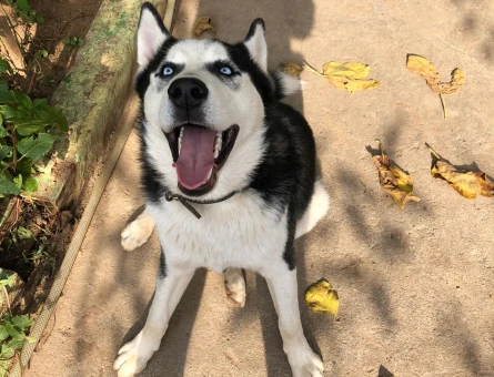 Sağlıklı deneyimli erkek husky - 118968853
