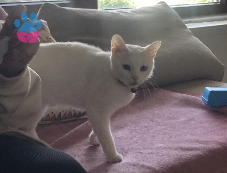 Tecrübeli kızımıza damat adayı arıyoruz.