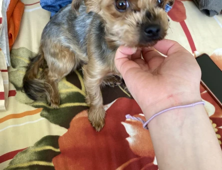 Yorkshire terrier Tokyo Eş Arıyor - 118968861