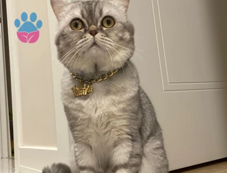 British oğlum tekrar baba olmak istiyor