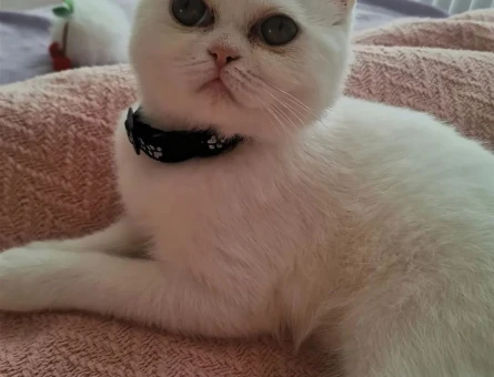 British Shorthair 1 Yaşında Eş Arıyor - 118968871