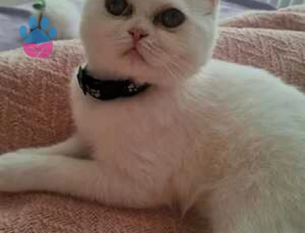 British Shorthair 1 Yaşında Eş Arıyor