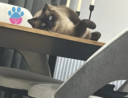 British erkek 17 aylık kedim latteye dişi cins kedi arıyorum