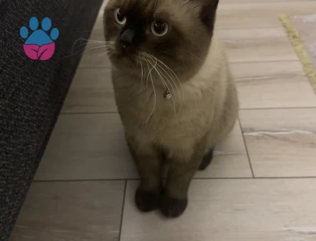 British erkek 17 aylık kedim latteye dişi cins kedi arıyorum
