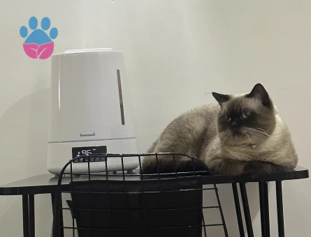 British erkek 17 aylık kedim latteye dişi cins kedi arıyorum