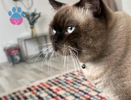 British erkek 17 aylık kedim latteye dişi cins kedi arıyorum