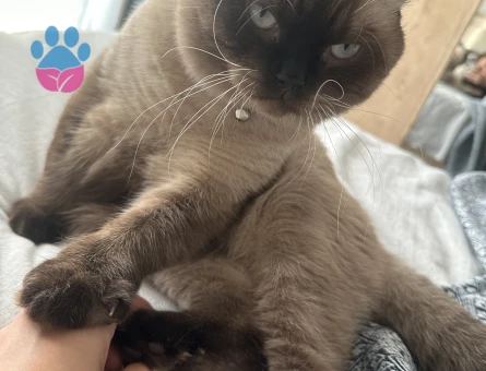 British erkek 17 aylık kedim latteye dişi cins kedi arıyorum