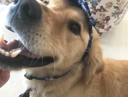 Golden köpeğime çiftleştirmek için dişi arıyorum - 118968874