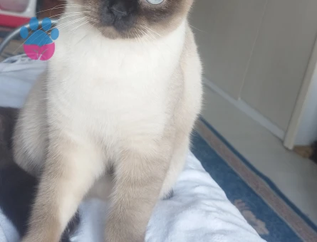 Schottis fold oğlumuza gelin adayı arıyoruz