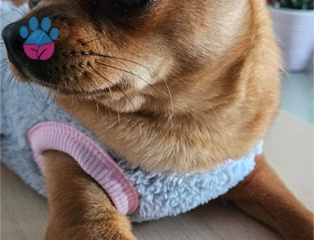 Nikki Eş Arıyor 1 Yaşında