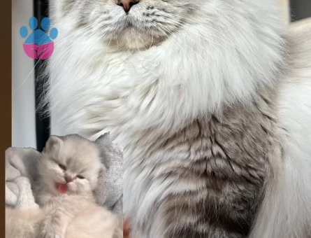 Erkek kedime eş arıyoruz