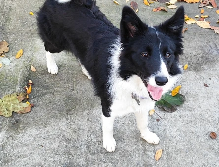 Bolder collie - 118977248