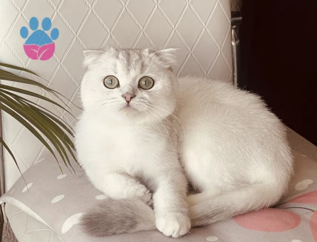 Scottish Fold Dişi