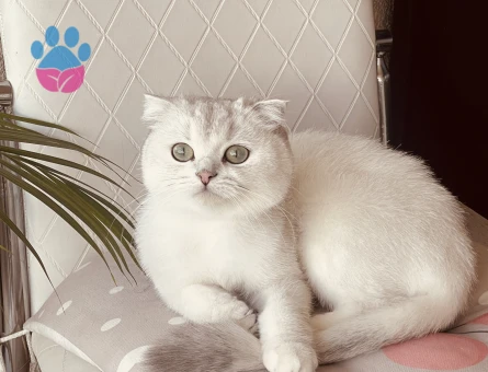Scottish Fold Dişi