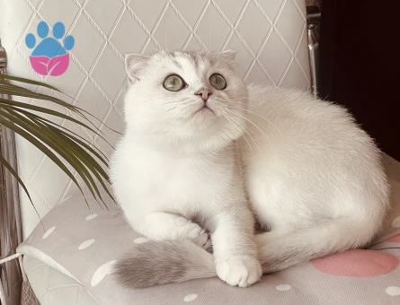 Scottish Fold Dişi