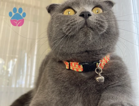 Kızımız şanslı ya eş arıyoruz