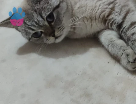 Kedimize erkek arıyoruz