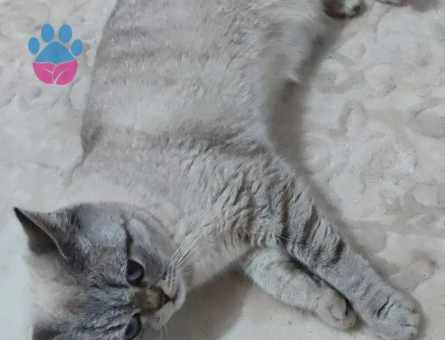 Kedimize erkek arıyoruz