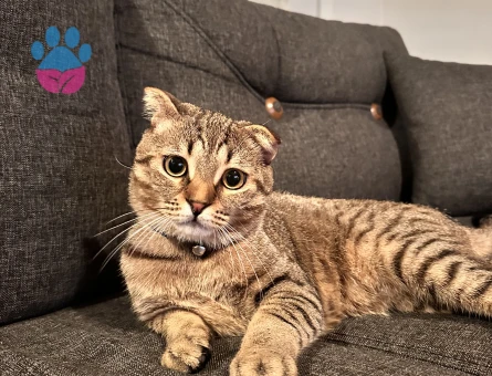 Oğlumuza eş arıyoruz