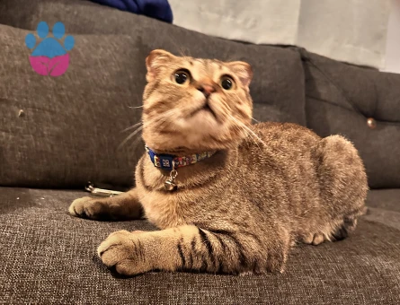 Oğlumuza eş arıyoruz