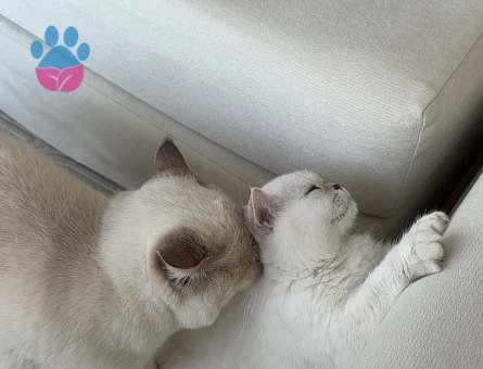 British Shorthair 1 Yaşında Eş Arıyor