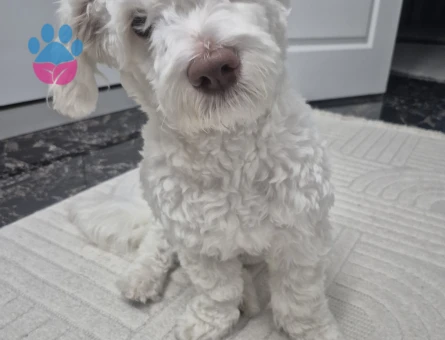 Victor'a dişi maltipoo