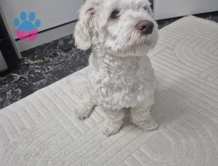 Victor'a dişi maltipoo