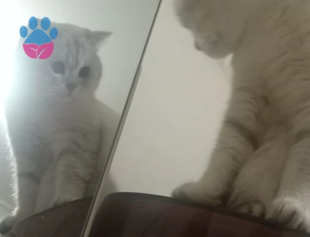 British Shorthair 1 Yaşında Erkek Kedim Eş Arıyor