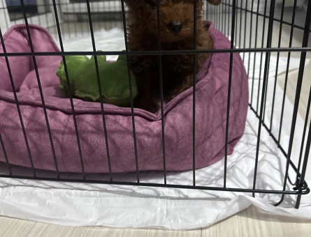 Kore teacup poodle - 118969682