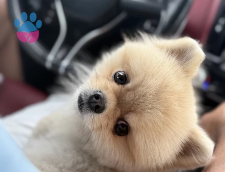 Ayı suratlı orjinal pomerian