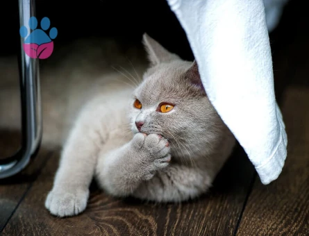ERKEK British Shorthair KEDİME EŞ ARIYORUM