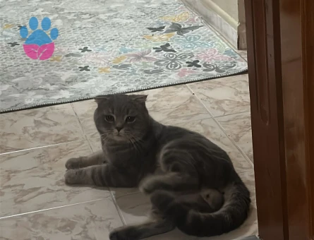 ERKEK British Shorthair KEDİME EŞ ARIYORUM