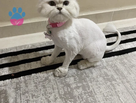 Dişi kızımız British Longhair Silver