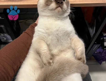 OĞLUMUZ İÇİN EŞ ARIYORUZ