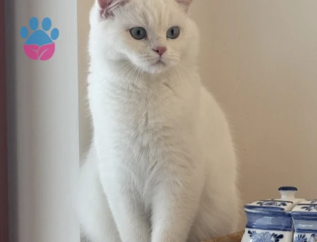 British shorthair dişi arıyoruz
