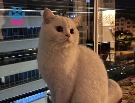 British shorthair dişi arıyoruz