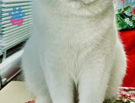 British shorthair dişi arıyoruz
