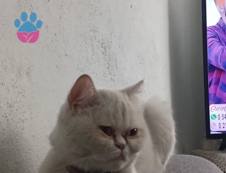 Excortic. Short hair dişi