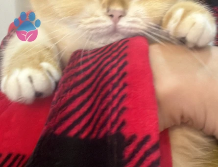 Ny12 secereli kızıma