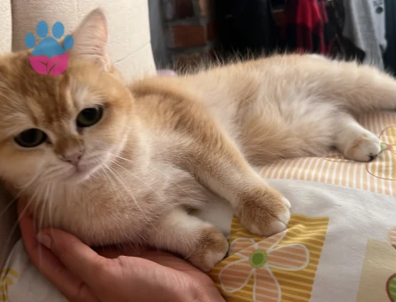 Ny12 secereli kızıma