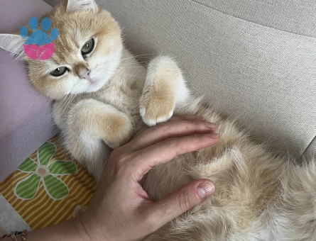 Ny12 secereli kızıma