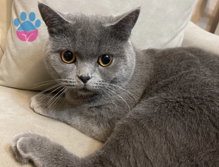 british oglumuza eş arıyoruz