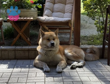 Akita Inu Alex Eş Arıyor