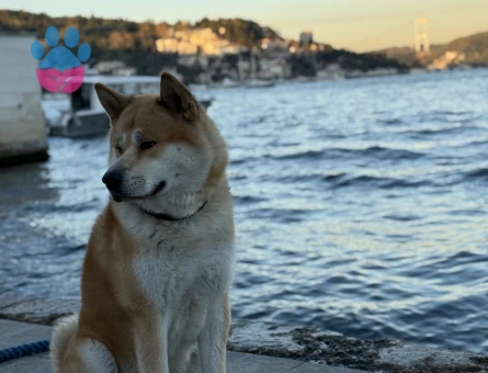Akita Inu Alex Eş Arıyor