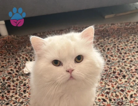 British Longhair Erkek kedim sütlaca eş arıyoruz - 118984193