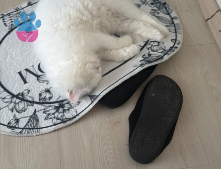 British Longhair Erkek kedim sütlaca eş arıyoruz