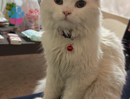 British Longhair Erkek kedim sütlaca eş arıyoruz