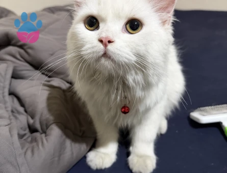 British Longhair Erkek kedim sütlaca eş arıyoruz