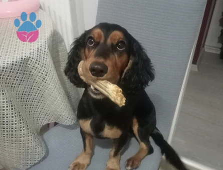 English Cocker Yakışıklı Oğluma Eş Arıyorum - 118984194